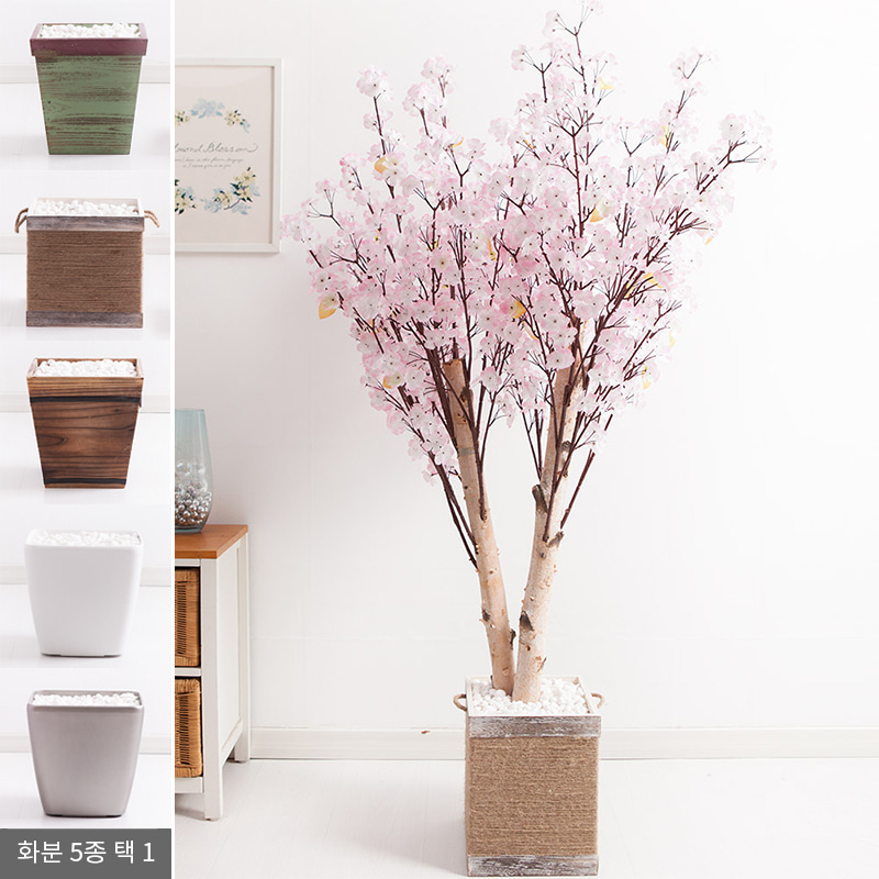 쌍대벚꽃나무화분set 230cm (5-5)플라워트리